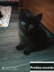 Отдам котят