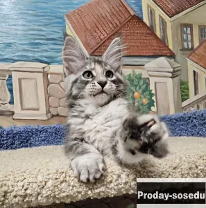 Мейн-кун Девочка