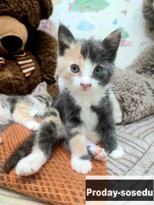 Срочно отдам котят