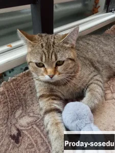 Отдаём кошечку