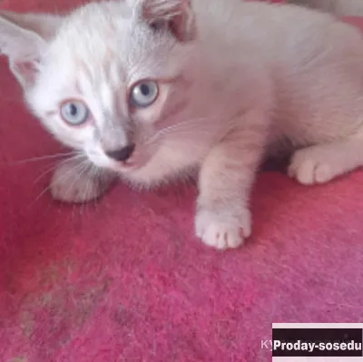 Котёнок мальчик!