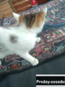 Котята бесплатно