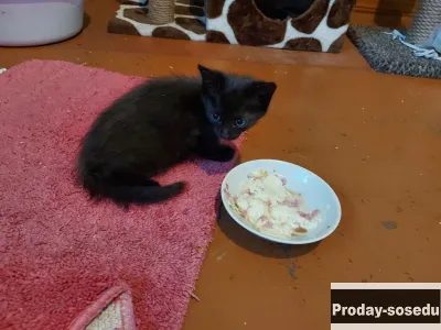 Котята в добрые руки бесплатно