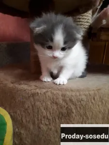 Котята вислоухие шотландские, 2 недели отроду