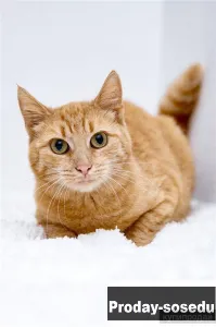 Рыжая кошка в добрые руки., Животные, Кошки, Другая