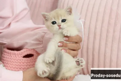 Котенок британская шиншилла голубое золото, Животные, Кошки
