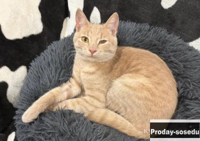 Отдам котенка в добрые руки. Рыжий подросток Бося., Животные, Кошки, Другая