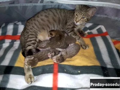 Ориентальные котята окрас шоколадный пятнистый, Животные, Кошки, Ориентальная
