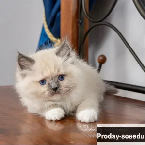 Рэгдолл котята, Животные, Кошки, Другая