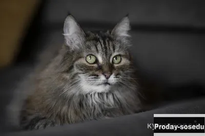 Каждой кошке нужен дом., Животные, Кошки, Сибирская