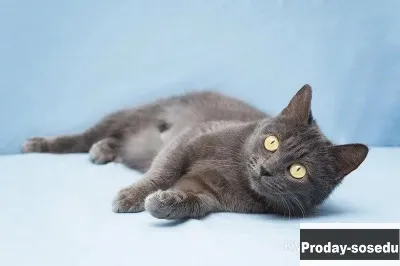 Луна -  миниатюрная девочка ищет дом., Животные, Кошки, Русская голубая