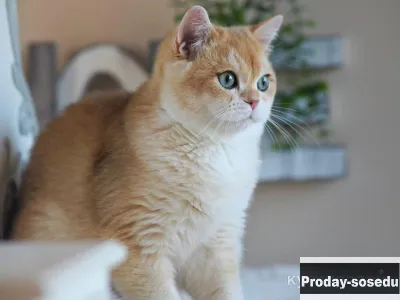 Британский мальчик Клевер, Животные, Кошки, Британская