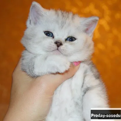 Британские и шотландские котята различных окрасов! Питомник кошек 