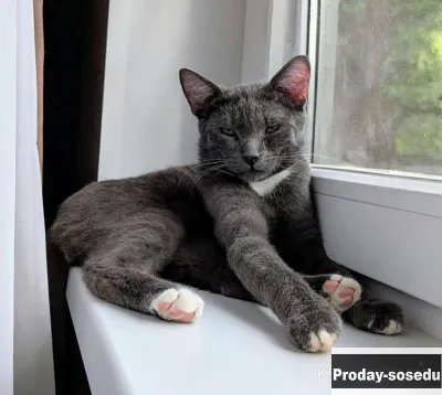 Котёнок Томас ищет дом!, Животные, Кошки