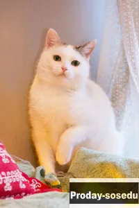 Машенька очень ждет своего человека, Животные, Кошки
