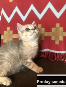 Котик голубое золото 6 мес, Животные, Кошки