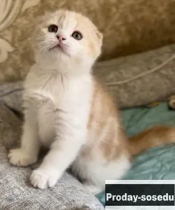 Шотландские котята из питомника, Животные, Кошки, Шотландская