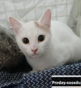 Белая кошечка в дар, Животные, Кошки, Турецкая ангора