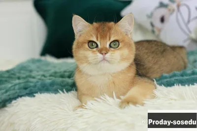 Британский мальчик Торт, Животные, Кошки, Британская