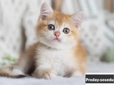 Британский мальчик Алтай, Животные, Кошки, Британская