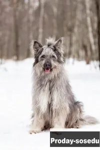 Красивая собака в добрые руки., Животные, Другая