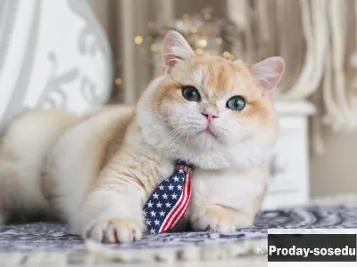 Британский мачо, Животные, Кошки, Британская