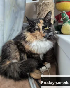 Уникальной внешности кошечка Машенька ищет дом!, Животные, Кошки