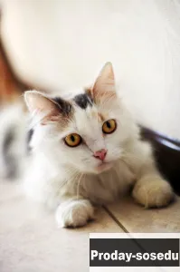 Кошка Маруся ищет дом одним животным., Животные, Кошки