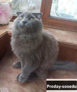 Нибелунг вислоушка, Животные, Кошки, Шотландская