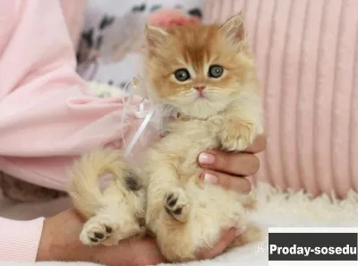 Британская золотая шиншилла шоу класса, Животные, Кошки, Британская